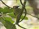 Golden-olive Woodpecker (Colaptes rubiginosus)