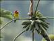 Red-headed Barbet (Eubucco bourcierii) - Male