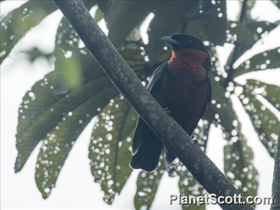 Red-ruffed Fruitcrow (Pyroderus scutatus)