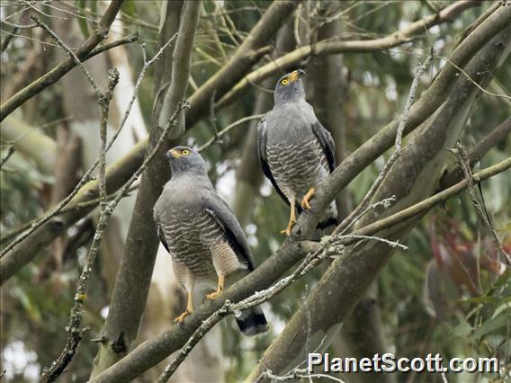 Roadside Hawk (Rupornis magnirostris)