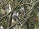 Roadside Hawk (Rupornis magnirostris)