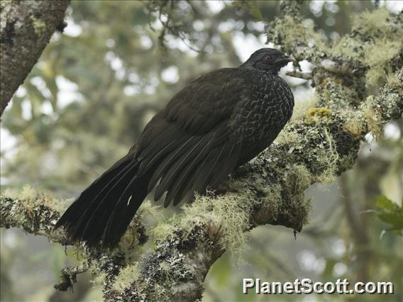 Andean Guan (Penelope montagnii)