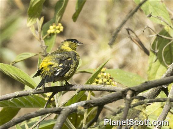 Andean Siskin (Spinus spinescens)