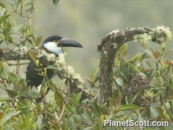 Black-billed Mountain-Toucan (Andigena nigrirostris)