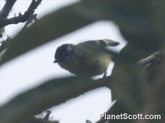 Black-capped Tyrannulet (Tyranniscus nigrocapillus)