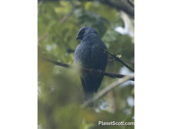 Blue-and-black Tanager (Tangara vassorii)