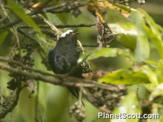 Capped Conebill (Conirostrum albifrons)