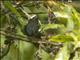 Capped Conebill (Conirostrum albifrons)