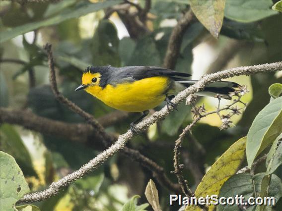 Golden-fronted Redstart (Myioborus ornatus)