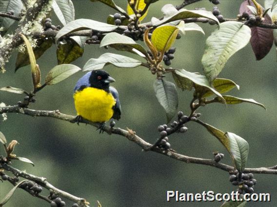 Hooded Mountain-Tanager (Buthraupis montana)