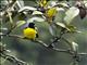 Hooded Mountain-Tanager (Buthraupis montana)