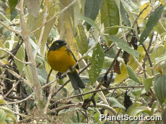 Lacrimose Mountain-Tanager (Anisognathus lacrymosus)