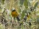 Lacrimose Mountain-Tanager (Anisognathus lacrymosus)