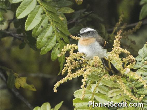 Rufous-breasted Chat-Tyrant (Ochthoeca rufipectoralis)