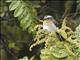 Rufous-breasted Chat-Tyrant (Ochthoeca rufipectoralis)