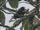 Scarlet-bellied Mountain-Tanager (Anisognathus igniventris)