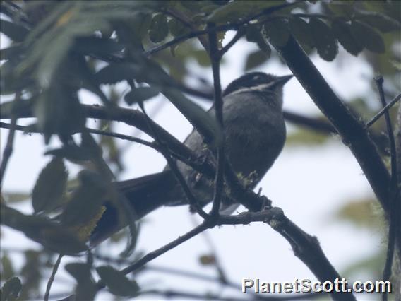 Slaty Brushfinch (Atlapetes schistaceus)