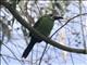 Southern Emerald-Toucanet (Aulacorhynchus albivitta)