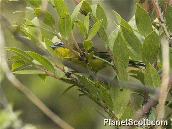 Superciliaried Hemispingus (Thlypopsis superciliaris)