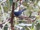 White-sided Flowerpiercer (Diglossa albilatera)