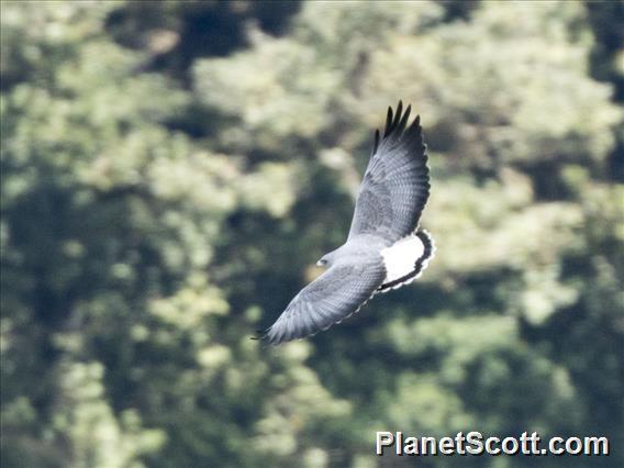 White-tailed Hawk (Geranoaetus albicaudatus)