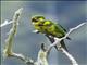 Yellow-eared Parrot (Ognorhynchus icterotis)