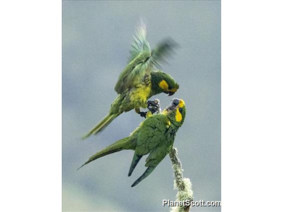 Yellow-eared Parrot (Ognorhynchus icterotis)