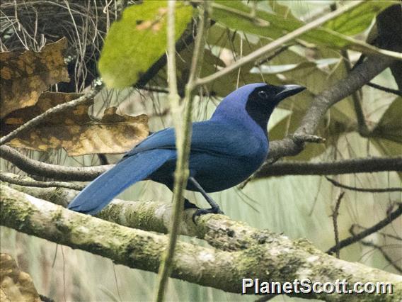 Black-collared Jay (Cyanolyca armillata)