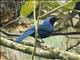 Black-collared Jay (Cyanolyca armillata)