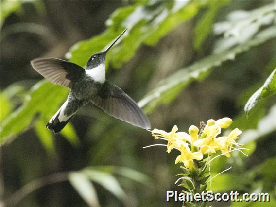 Collared Inca (Coeligena torquata)