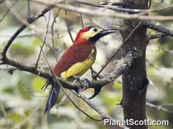 Crimson-mantled Woodpecker (Colaptes rivolii)