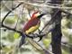 Crimson-mantled Woodpecker (Colaptes rivolii)