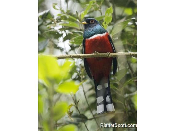 Masked Trogon (Trogon personatus)