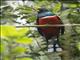 Masked Trogon (Trogon personatus)