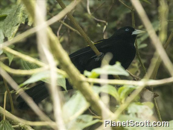 Mountain Cacique (Cacicus chrysonotus)