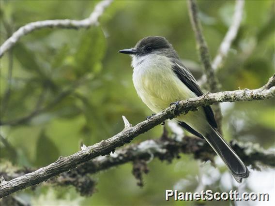 Pale-edged Flycatcher (Myiarchus cephalotes)