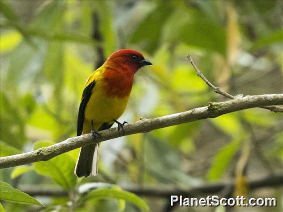 Red-hooded Tanager (Piranga rubriceps)