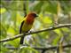 Red-hooded Tanager (Piranga rubriceps)