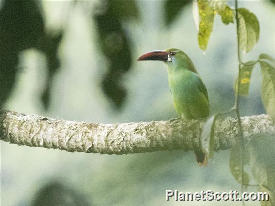 Crimson-rumped Toucanet (Aulacorhynchus haematopygus)