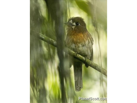 Moustached Puffbird (Malacoptila mystacalis)