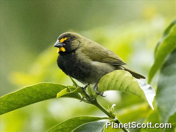 Yellow-faced Grassquit (Tiaris olivaceus)