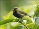 Yellow-faced Grassquit (Tiaris olivaceus)