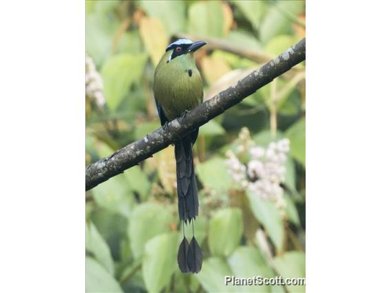 Andean Motmot (Momotus aequatorialis)