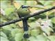 Andean Motmot (Momotus aequatorialis)