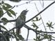 Bar-crested Antshrike (Thamnophilus multistriatus) - Female