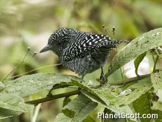 Bar-crested Antshrike (Thamnophilus multistriatus)