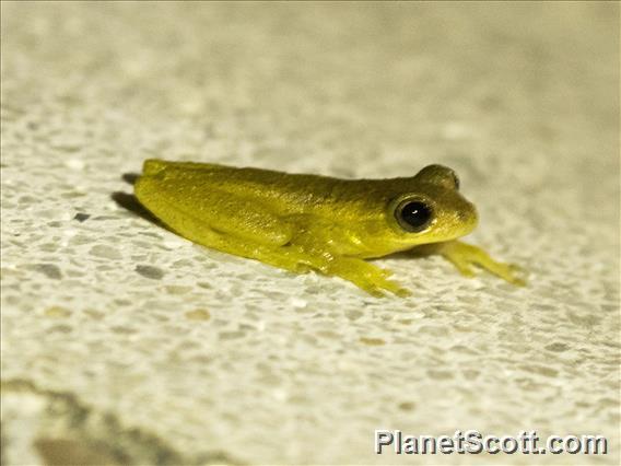 Boettger's Colombian Tree Frog (Dendropsophus columbianus)