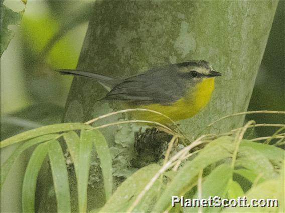 Golden-crowned Warbler (Basileuterus culicivorus)