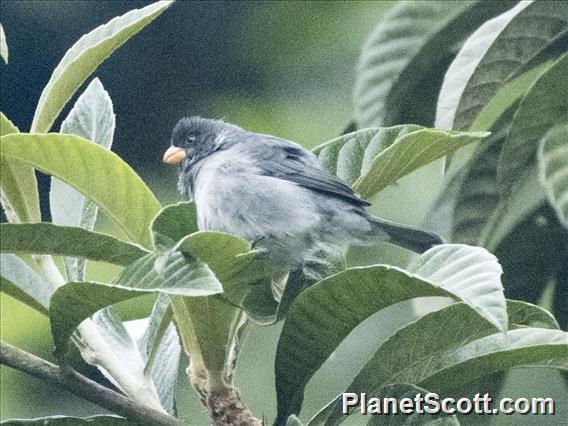 Gray Seedeater (Sporophila intermedia)