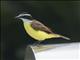 Great Kiskadee (Pitangus sulphuratus)